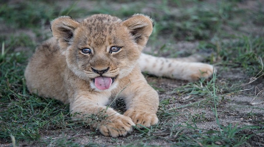 Private Safari vs. Group Safari: Which One Should You Choose?